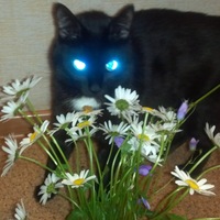 Светлана Яковлева