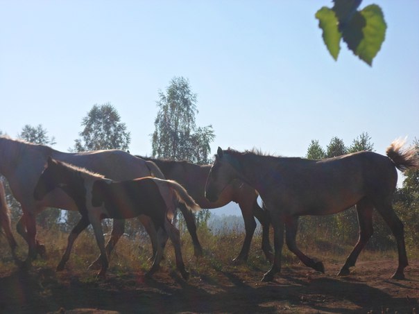 Евген Евгеныч, Россия, Новокузнецк