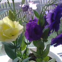 Вера Семенова