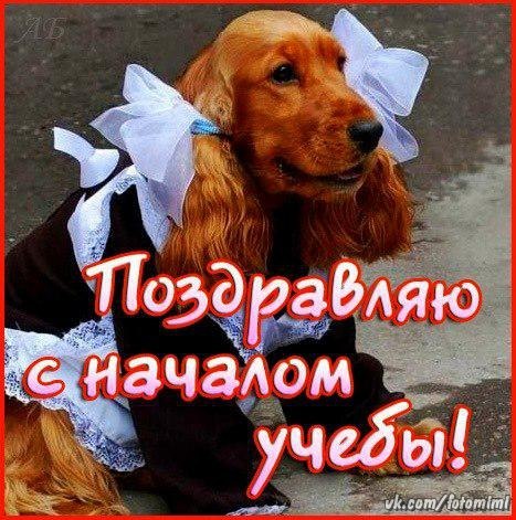 Открытки отличной учебы, прикольный