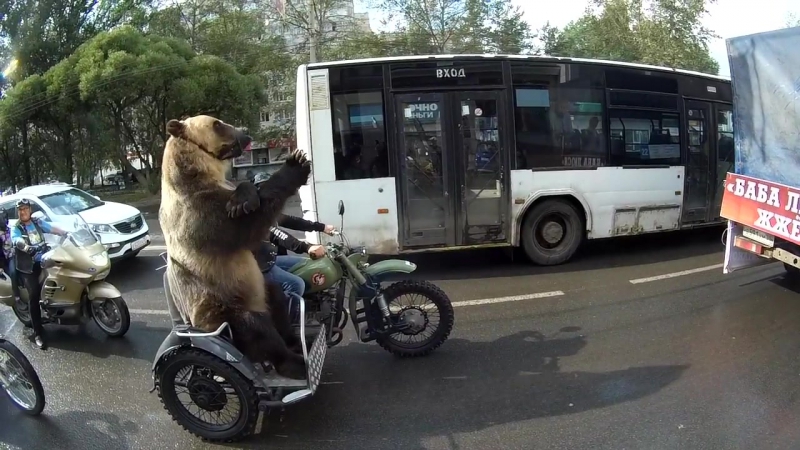 Bear Rides
