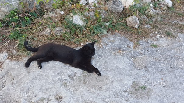 Nata Koul, Россия, Симферополь