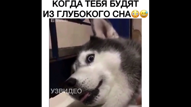 Когда тебя будять из глубокого сна