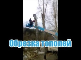 Санитарная обрезка тополей