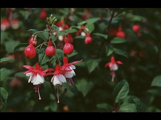 La diversité des fuchsias