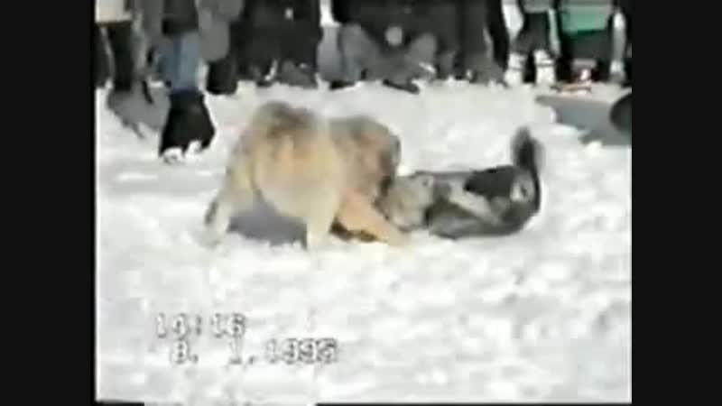 3763477.mp4
