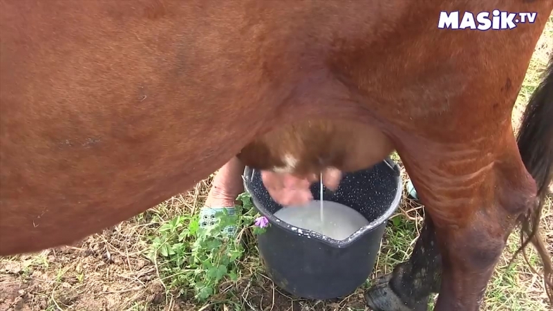 Дойка