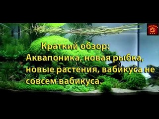 Краткий обзор-Аквапоника/Новые рыбки/новые растения