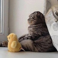 котятки