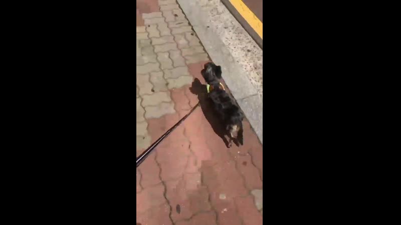 roo is taking a walk with