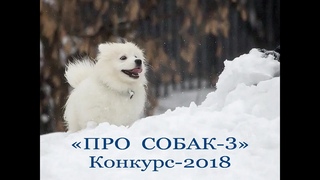 Автор ролика Виталий Тищенко (Ростов-н/Д). «Про собак 3». Конкурс-2018