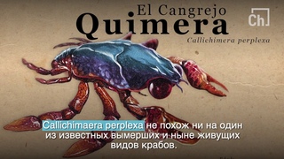 Загадочный краб из мелового периода