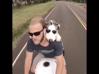 Dog Rides Behind Owner on Motorcycle - 988059