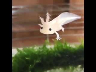 Baby Axolotl