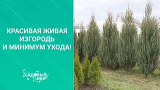 Красивая живая изгородь и минимум ухода!