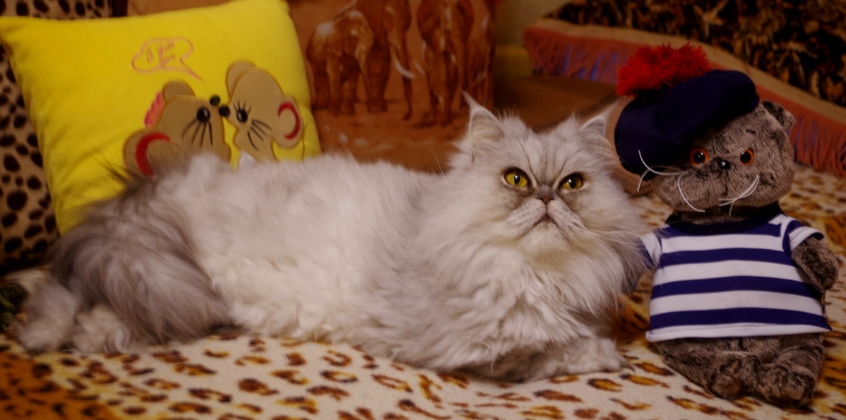 Кошки в нашей жизни. Кошки и все, что с ними связано.