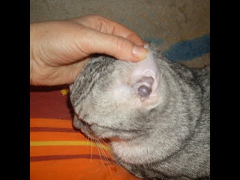 Как Чистить Уши Котёнку