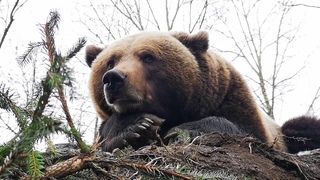 Когда медведю хочется спать, а погоды нет