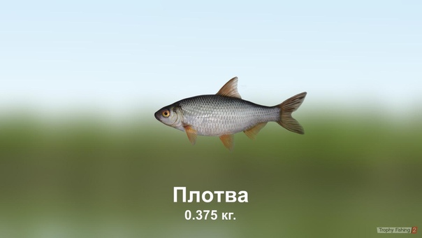 Ахтуба рыбалка тарань. Мормышка плотвиная. Манная болтушка для рыбалки. Прикормка из пшена для карася. Наживка на плотву.