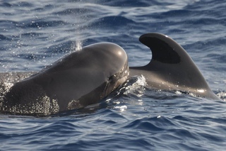 Гринда кит. Черные дельфины гринды. Гринда шароголовый дельфин. Гринды дельфины. Черный дельфин гринда.