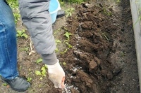 муравейники черных садовых муравьев. прополка сорняков. муравьи в огороде. бабушка в огороде. прополка огорода на даче.