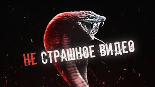 Андрей Затока об экзотических питомцах