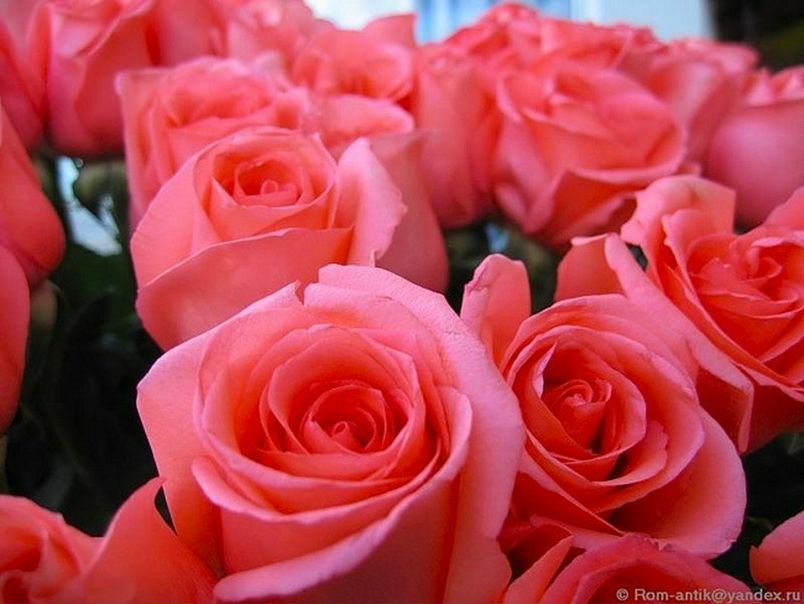 №3, Анна Андреевна, Луганск №3, Анна Андреевна, Луганск