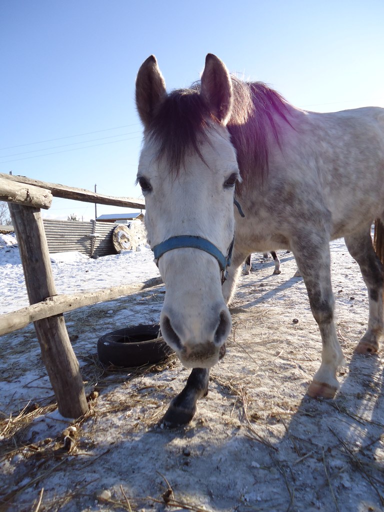 Лаврентий Петрушкин | 