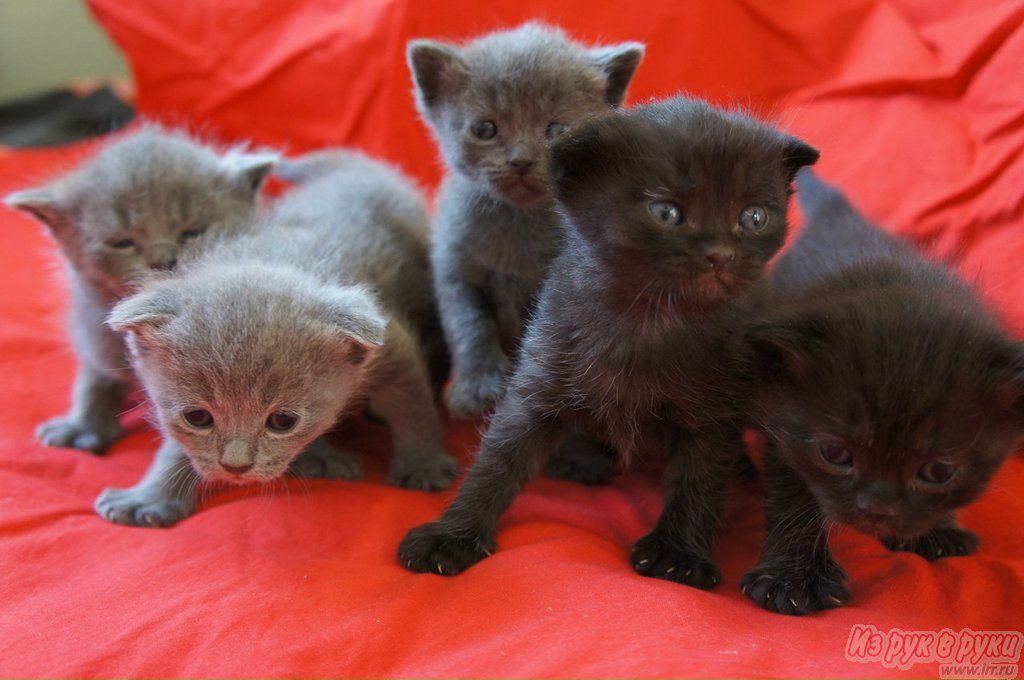 Антон Пургин Antonio Fin | Санкт-Петербург