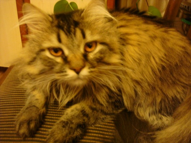 Владимир Куликов | Казань