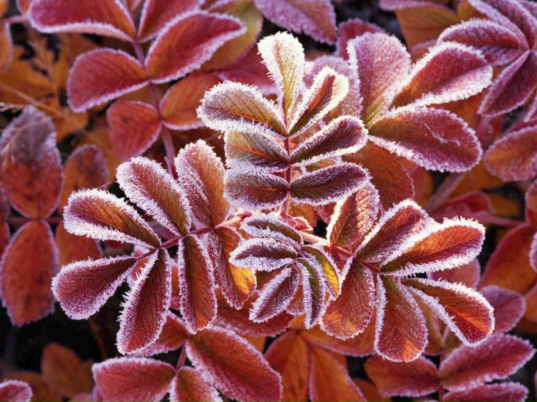 Светлана Лука *Луминица* | Санкт-Петербург