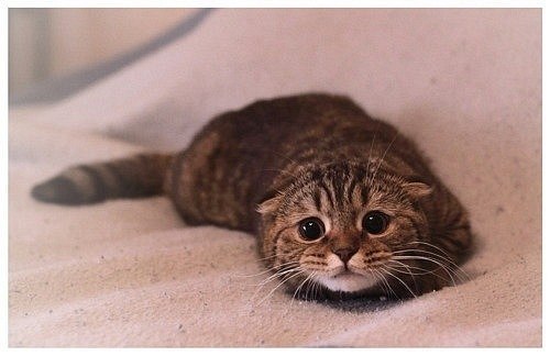 Наталия Щепина *V_i_V_a* | 