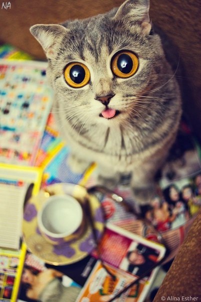 Алексей Шамыгин 