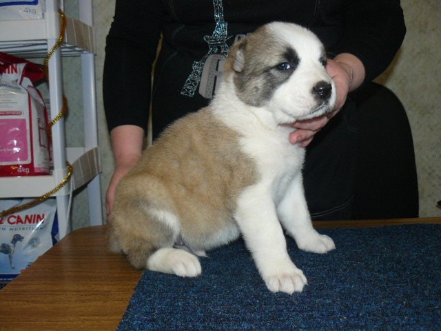 Александра Лакеева | Пенза