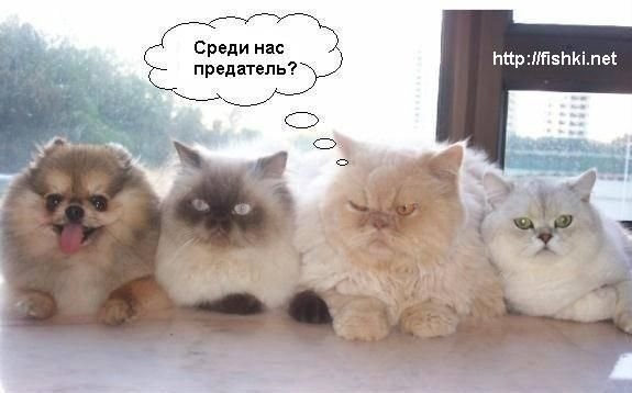 №114, Денис Саенко №114, Денис Саенко