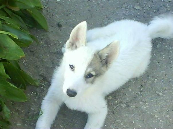 №124, Саша Черешня, Одесса №124, Саша Черешня, Одесса