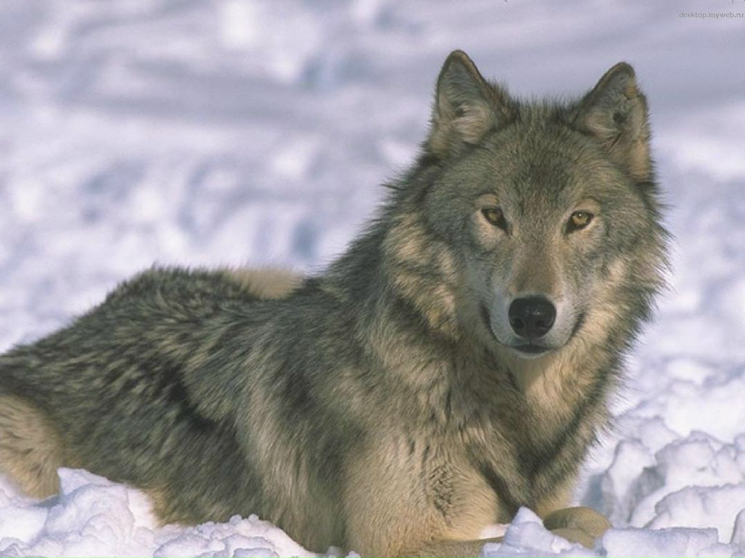 Игорь Соловьев | Челябинск