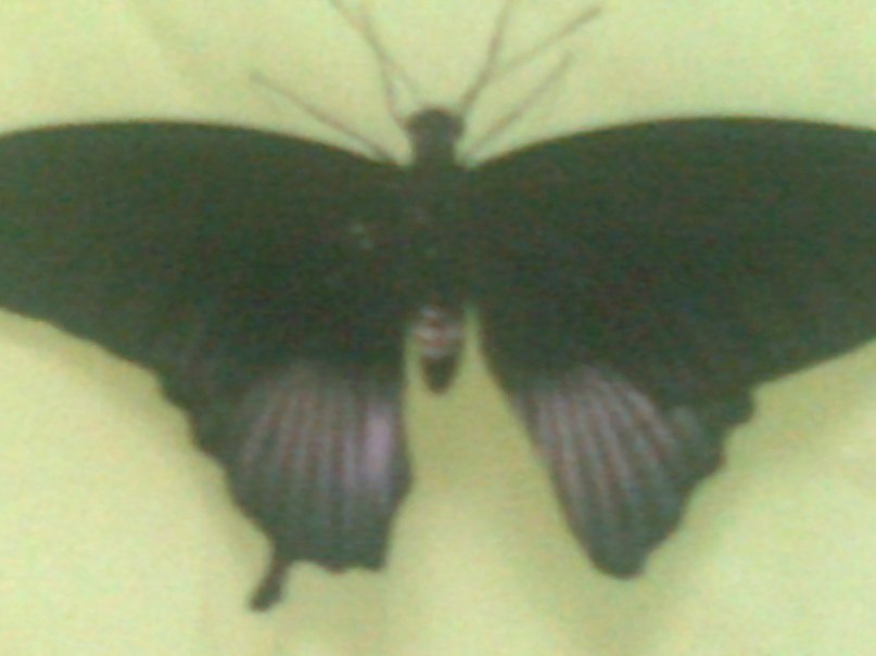 Алла Аракелова | Ессентуки