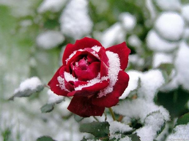 №21, Наталья Хрулева, 38 лет, Москва №21, Наталья Хрулева, 38 лет, Москва