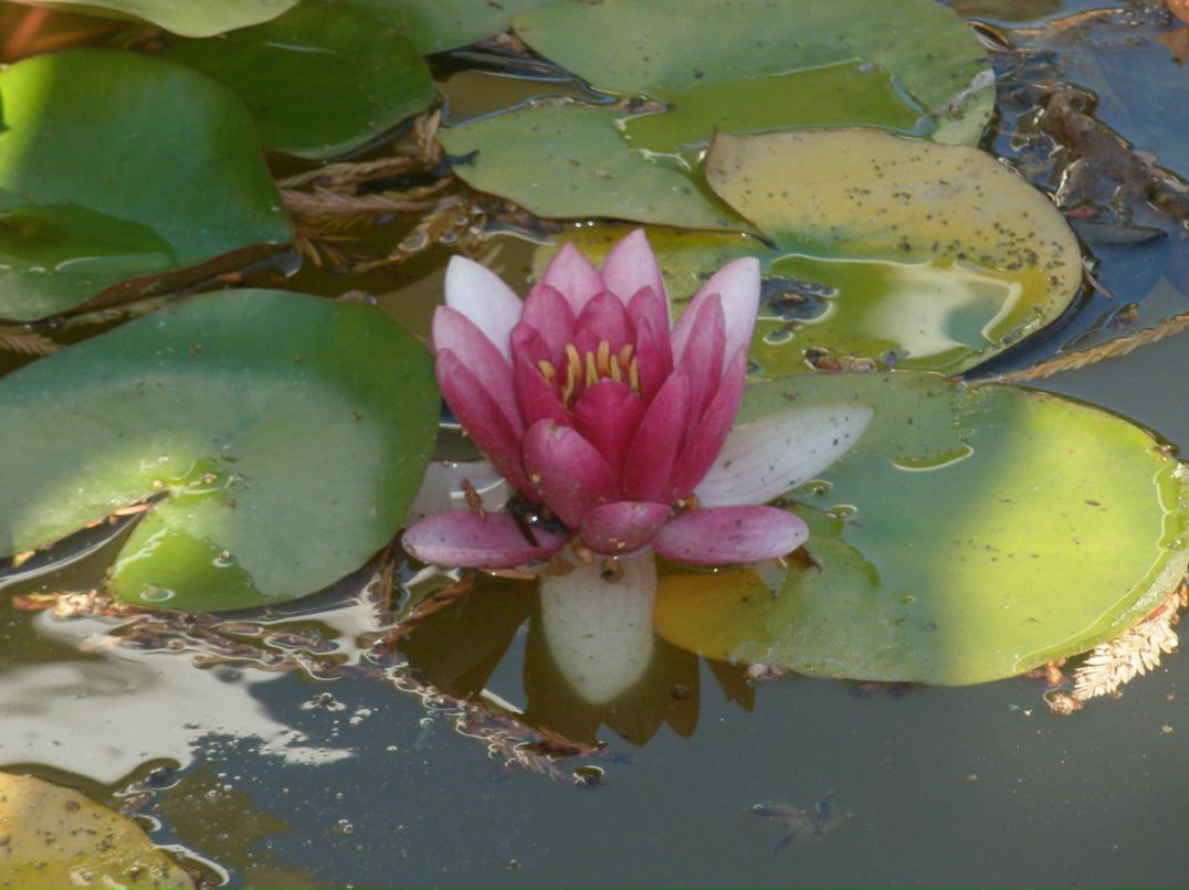 Елена Роздобудько | Киев