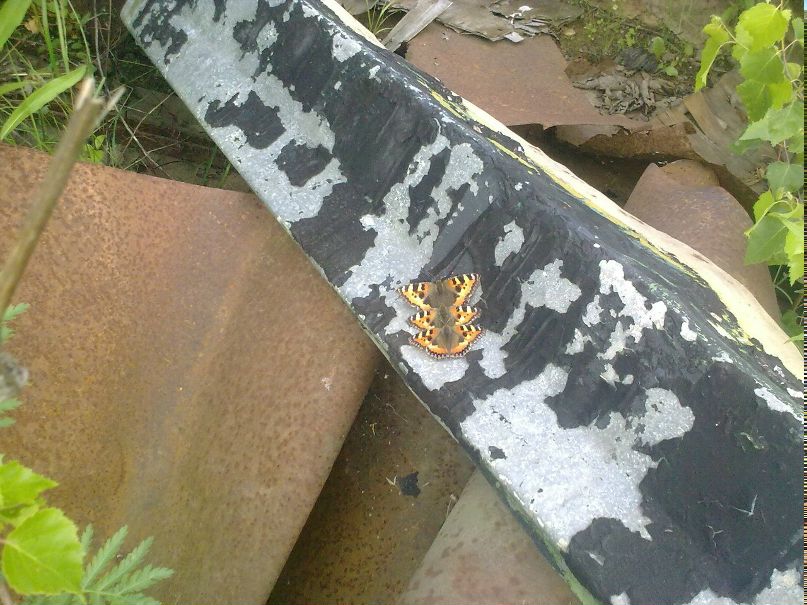 Артем Артемов #Dante# | Ярославль