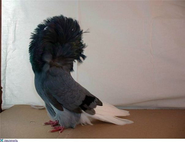 №83, Анастасия Гореликова, 34 года, Ярославль №83, Анастасия Гореликова, 34 года, Ярославль