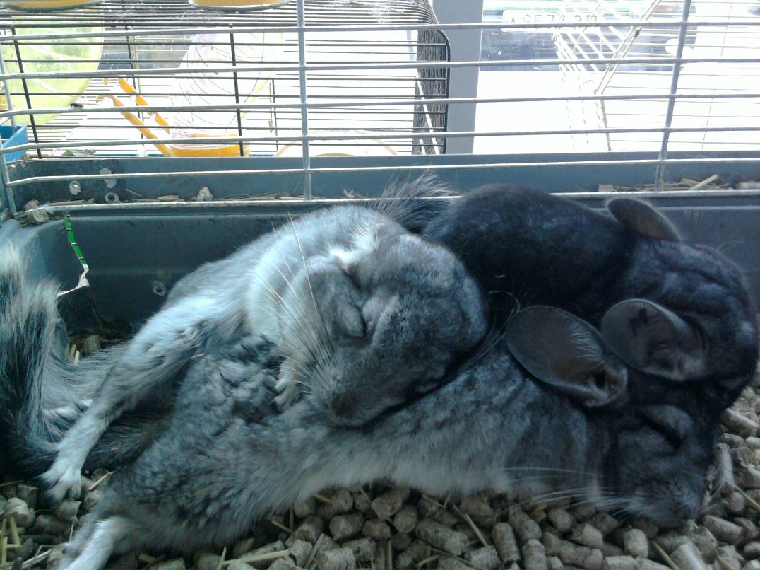 Александра Опрышко Сергеевна | 