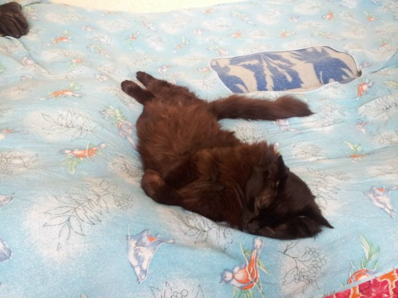 Дмитрий Цветцих | Саратов