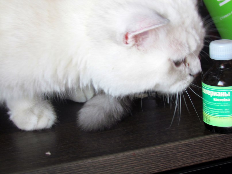 Валерия Дашут ܓ | Москва