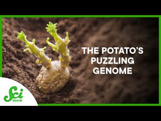 Why Genetic Engineering Cant Do Everything (Yet)