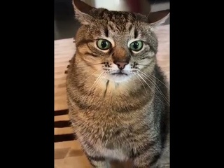 КТО ЗАЛЕЗ В МУСОРНОЕ ВЕДРО?( БЕДНЫЙ КОТ)