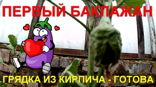 ПЕРВЫЙ БАКЛАЖАН.  ГРЯДКА ИЗ КИРПИЧА - ГОТОВА.