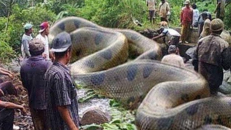 10 De couvertes Bizarres Dans la Fore t