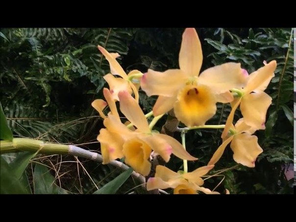 SOOS Orchid Show Toronto